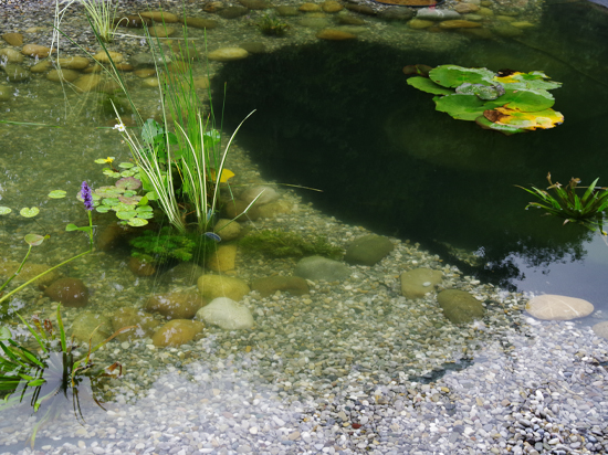 Privater Pflanzenteich im Heimischen Garten