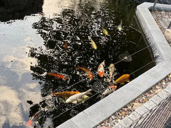 Privater Pflanzenteich im Heimischen Garten Privater Pflanzenteich im Heimischen Garten