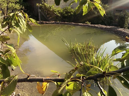 Privater Pflanzenteich im Heimischen Garten