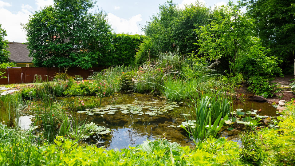 Teichfolie für einen Zierteich