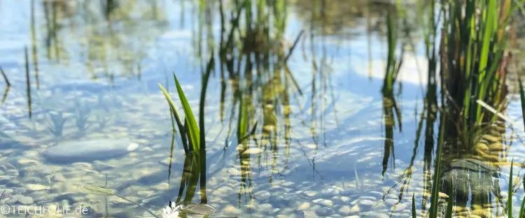 Naturschwimmteiche bieten auch Pflanzen und Tieren ein Zuhause